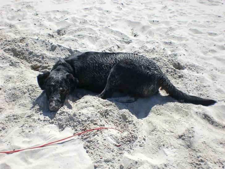 Blanding af racer Oscar billede 6