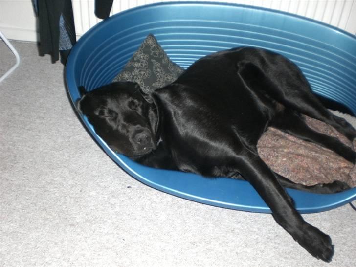 Blanding af racer Oscar billede 7