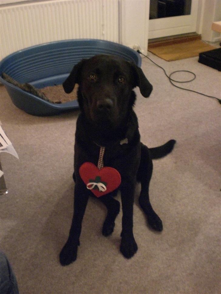 Blanding af racer Oscar billede 8