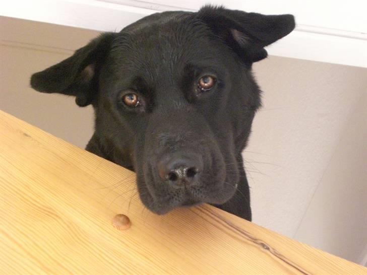 Blanding af racer Oscar billede 9