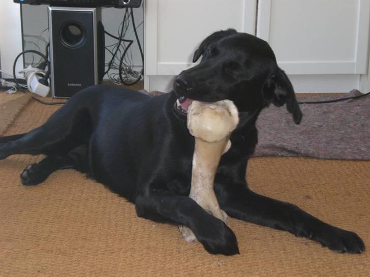 Blanding af racer Oscar billede 10