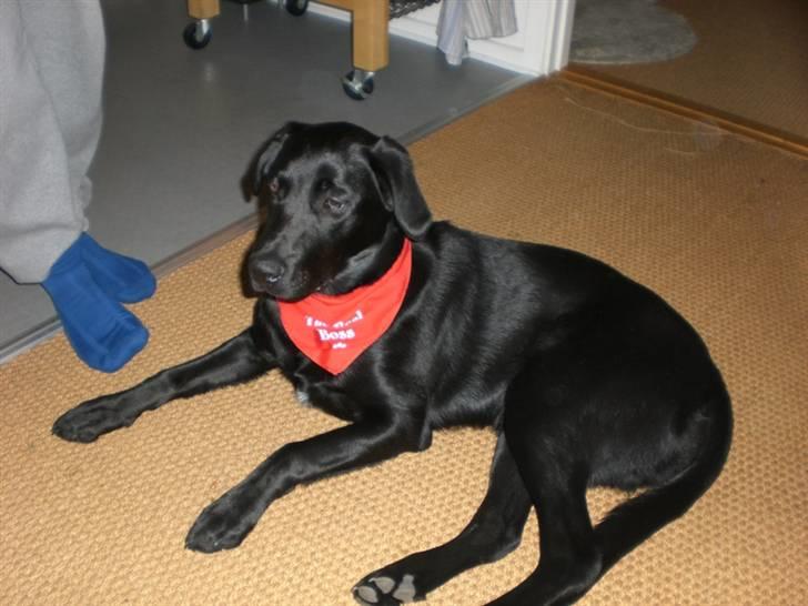 Blanding af racer Oscar billede 11