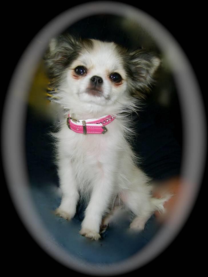 Chihuahua Soffy - Den lille prinsesse! billede 1