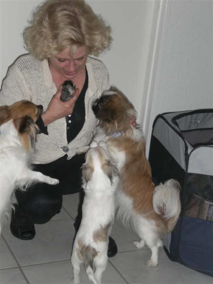 Chihuahua Soffy - Nu er Soffy ikke den mindste i huset mere (: billede 2