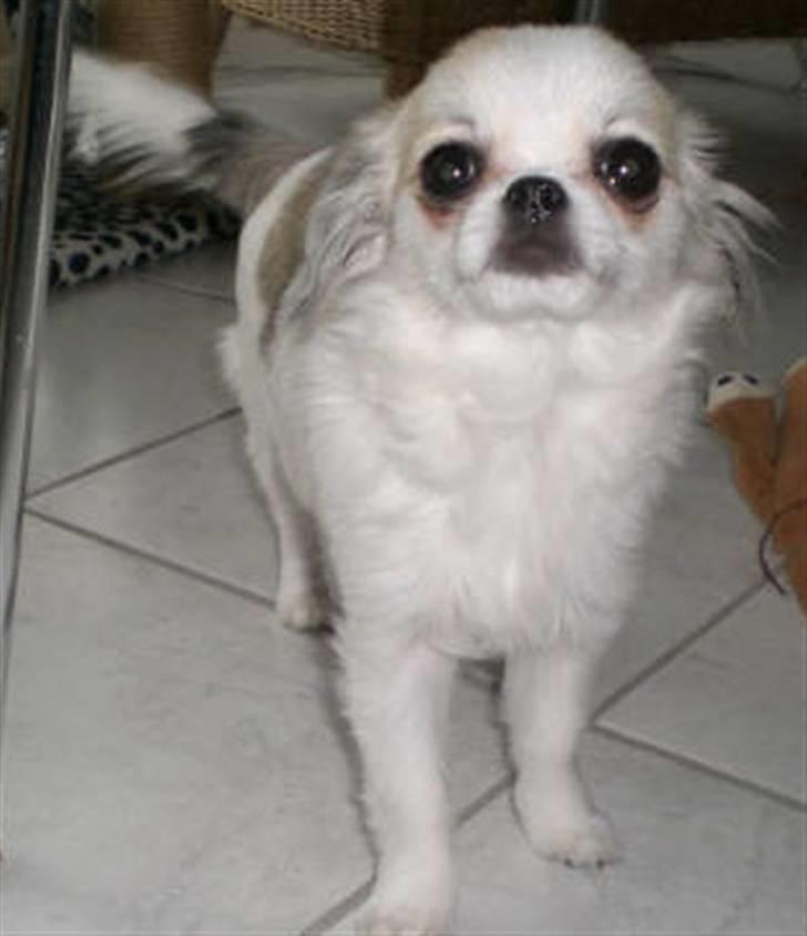 Chihuahua Soffy - ? billede 3