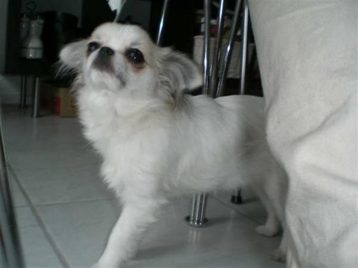 Chihuahua Soffy - Lille Soffy  billede 4