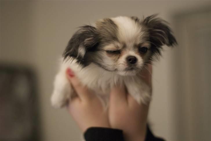 Chihuahua Soffy - Jeg blinker lige billede 5