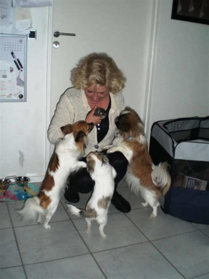 Chihuahua Soffy - Min mor med vores hunde og en lille kattekilling billede 6