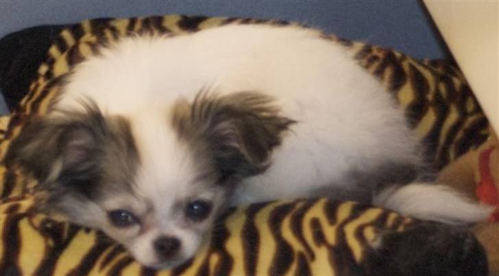 Chihuahua Soffy - Man bliver SÅ træt af at lege med de "store" hunde billede 7