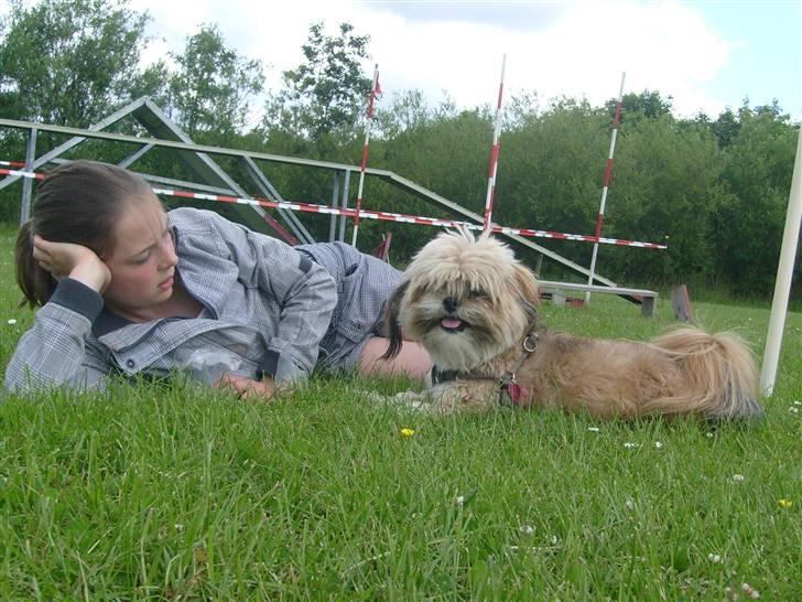 Lhasa apso cille<3 billede 1