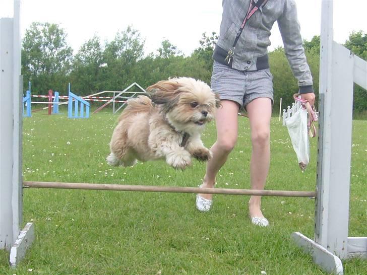 Lhasa apso cille<3 billede 2