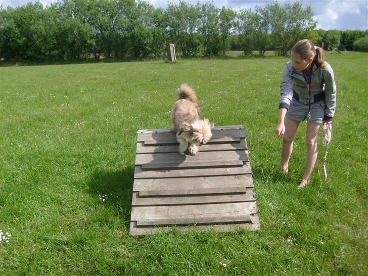 Lhasa apso cille<3 billede 3