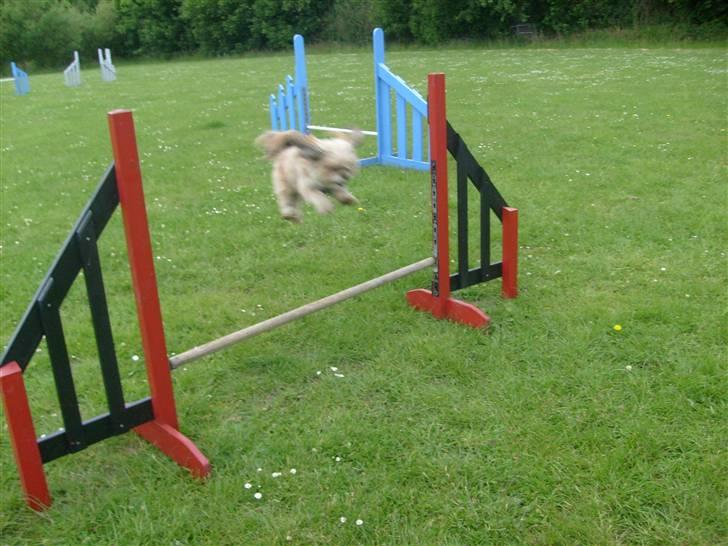 Lhasa apso cille<3 billede 4