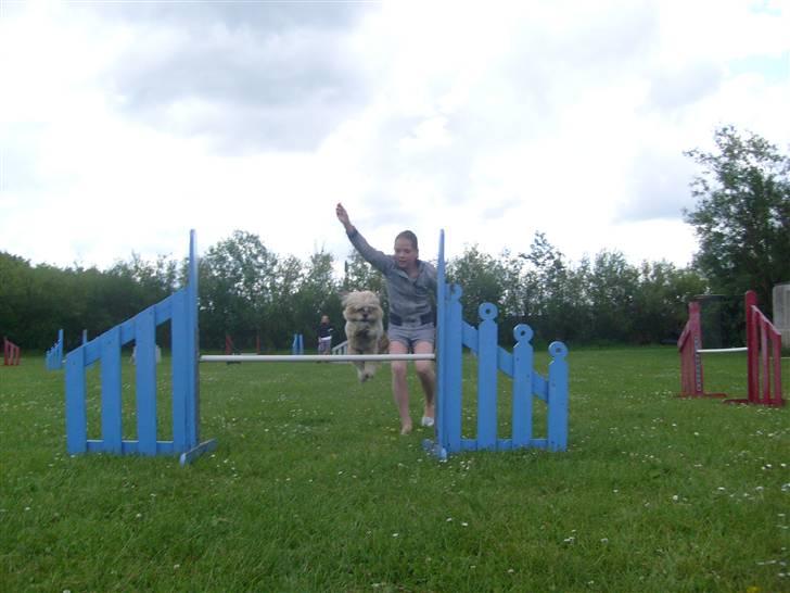 Lhasa apso cille<3 billede 5