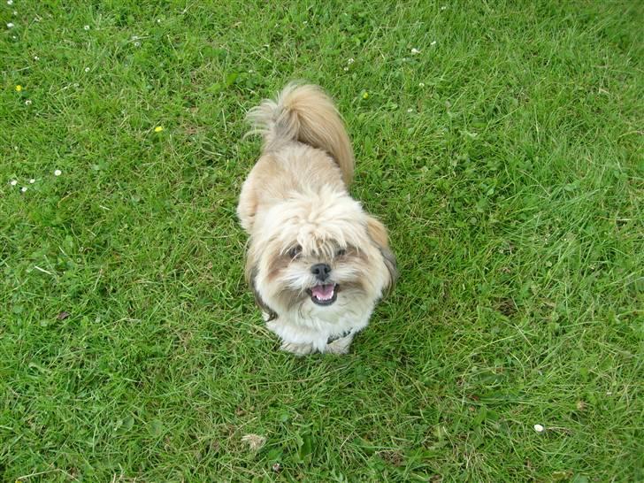 Lhasa apso cille<3 billede 6