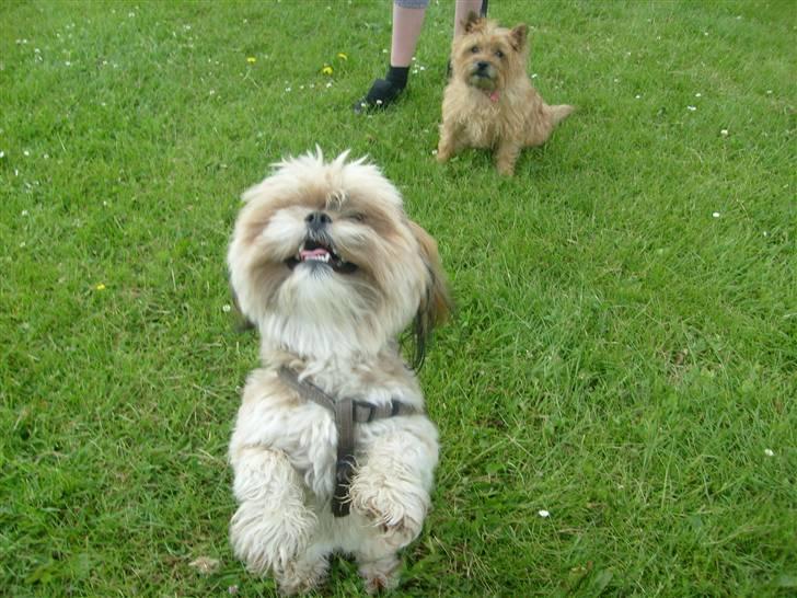 Lhasa apso cille<3 billede 7