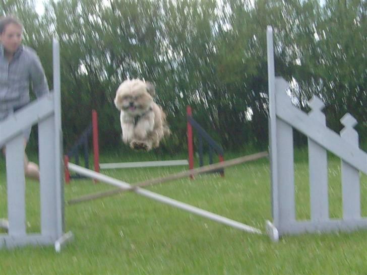 Lhasa apso cille<3 billede 8