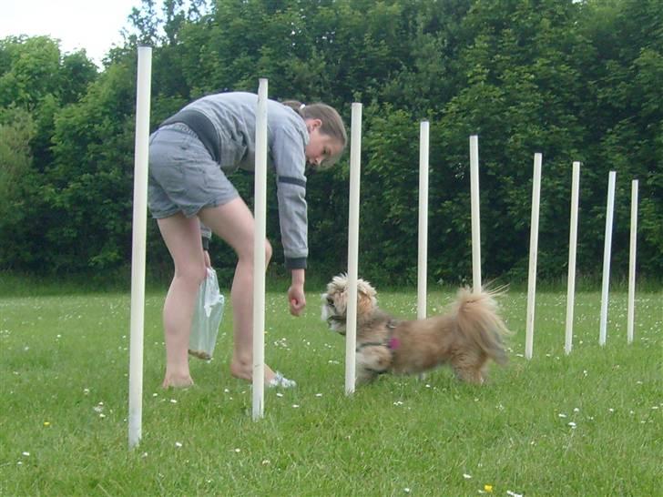 Lhasa apso cille<3 billede 9