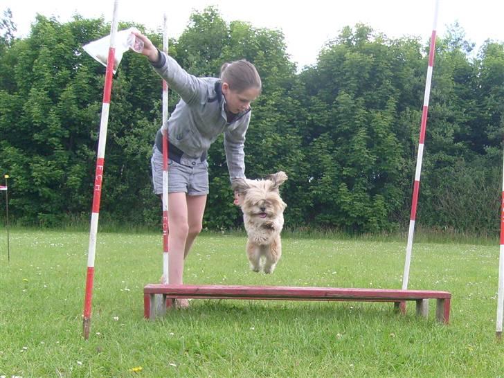 Lhasa apso cille<3 billede 10