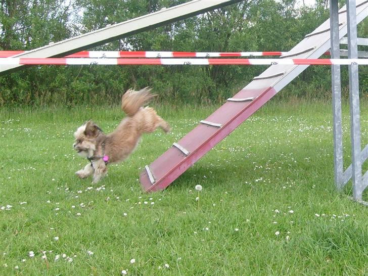 Lhasa apso cille<3 billede 11