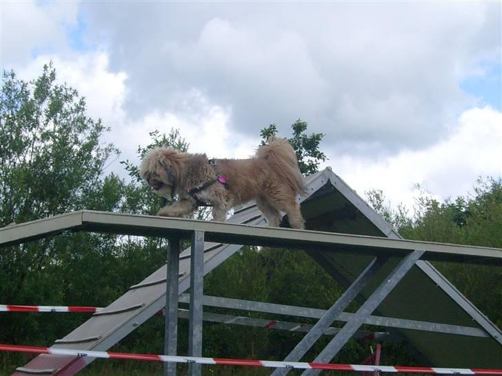 Lhasa apso cille<3 billede 12