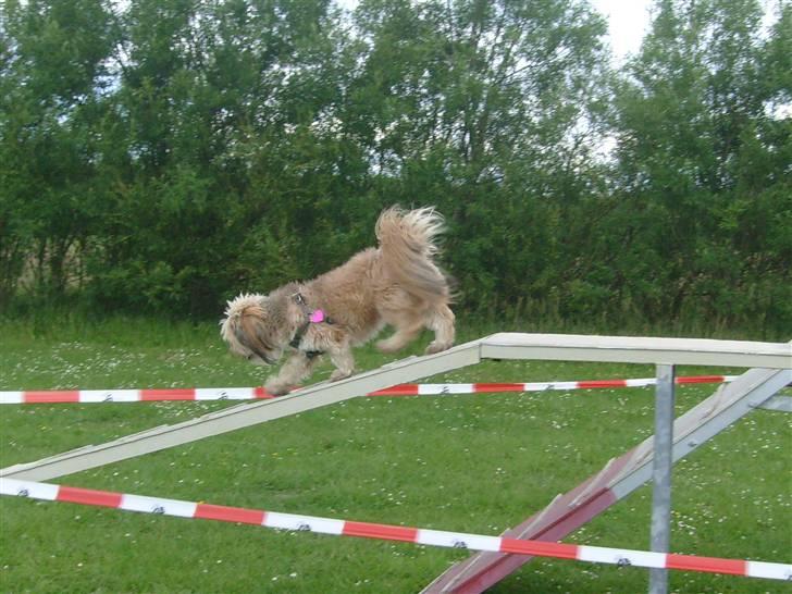 Lhasa apso cille<3 billede 13