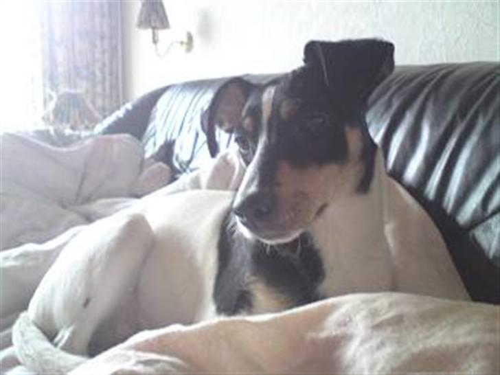 Dansk svensk gaardhund Bella - Taget januar 09 .. Passede rigtig på mig, mens jeg lå og var syg :)  billede 8