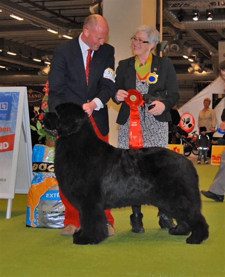Newfoundlænder Hannibal (Cannon Bear's) - Hannibals far Cruise (USCH DKCH SECH Seabrook Cruising On Rte 66) da han blev B.I.S blandt 5850 hunde i Malmø - og desuden blev Svensk Champ samt Sveriges Vinder 09. Foto: Copyright Camilla Folke billede 12