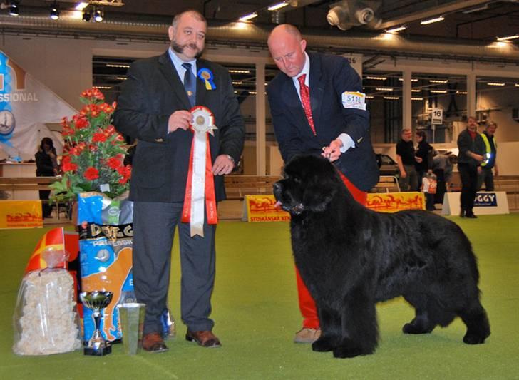 Newfoundlænder Hannibal (Cannon Bear's) - Hannibals far Cruise (USCH DKCH SECH Seabrook Cruising On Rte 66) da han blev B.I.S blandt 5850 hunde i Malmø - og desuden blev Svensk Champ samt Sveriges Vinder 09. Foto: Copyright Camilla Folke billede 13
