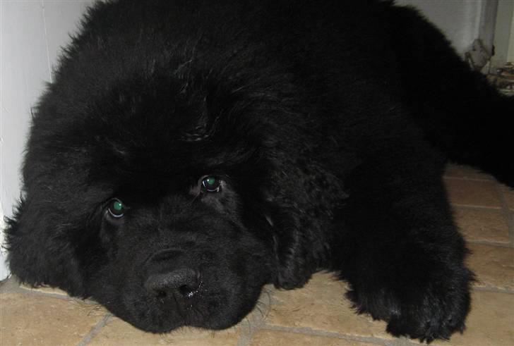 Newfoundlænder Hannibal (Cannon Bear's) - Så smut da med det kamera... ;) 14.01.2009 Hannibal godt 3 mdr. billede 14