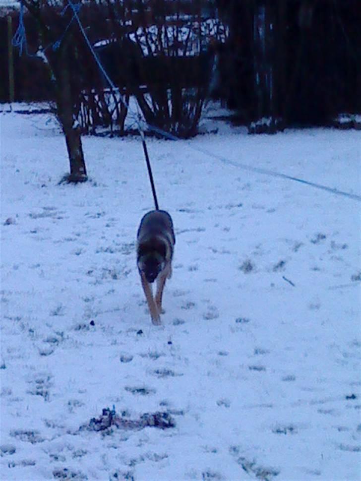 Blanding af racer Simba - er ud og lege i sneen billede 8