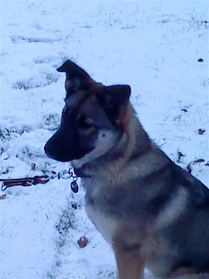 Blanding af racer Simba - simba i sne billede 9