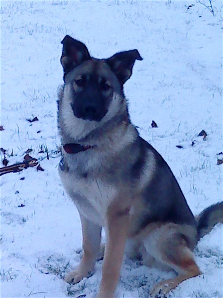 Blanding af racer Simba - Simba i sne billede 10