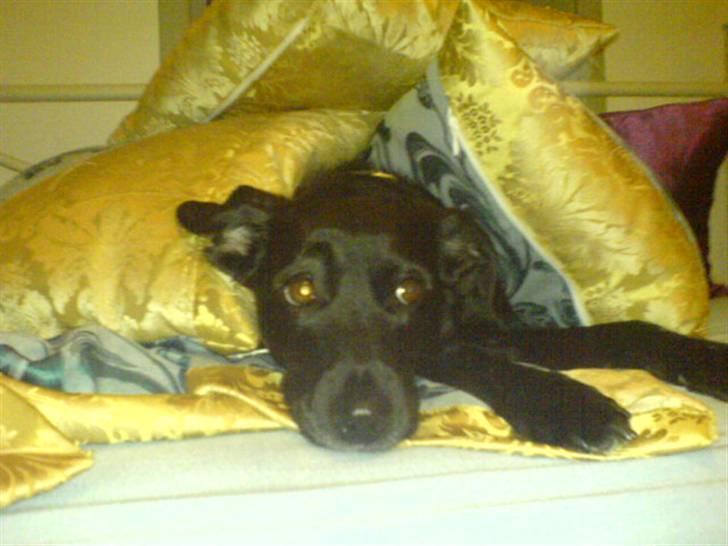 Blanding af racer Tazz billede 14