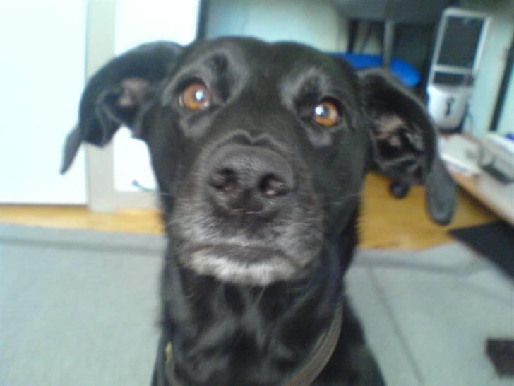 Blanding af racer Tazz billede 15