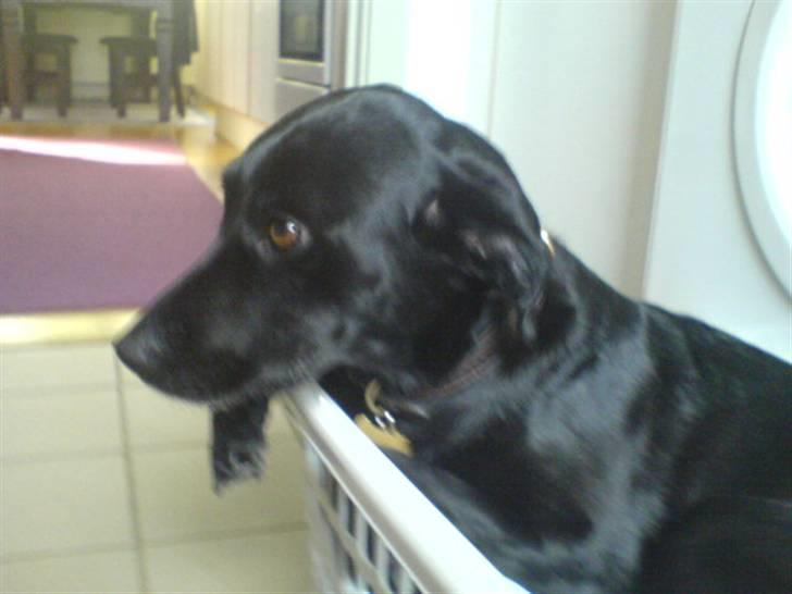 Blanding af racer Tazz billede 16