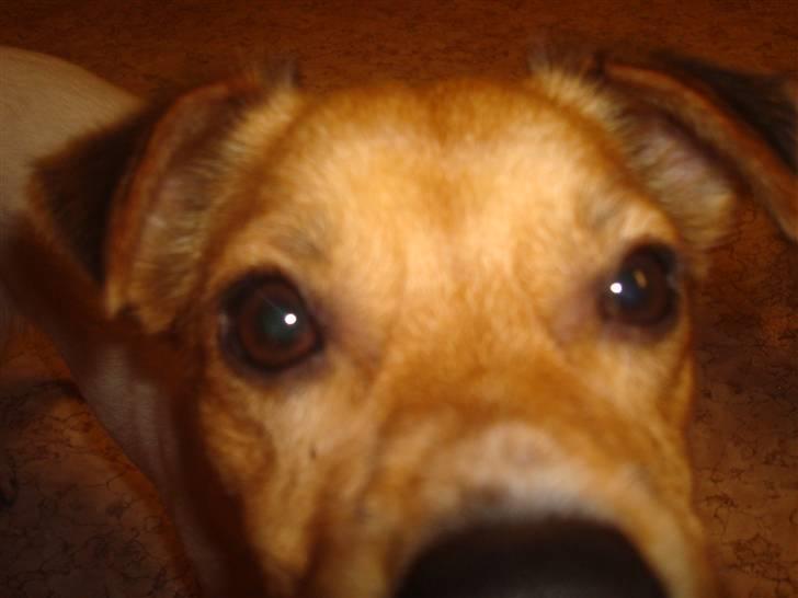 Blanding af racer Buster<3 - LILLE SØDE BUSTER:) billede 1