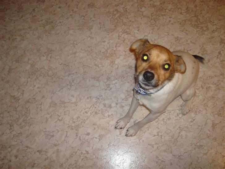 Blanding af racer Buster<3 - er han ikke søød? billede 2