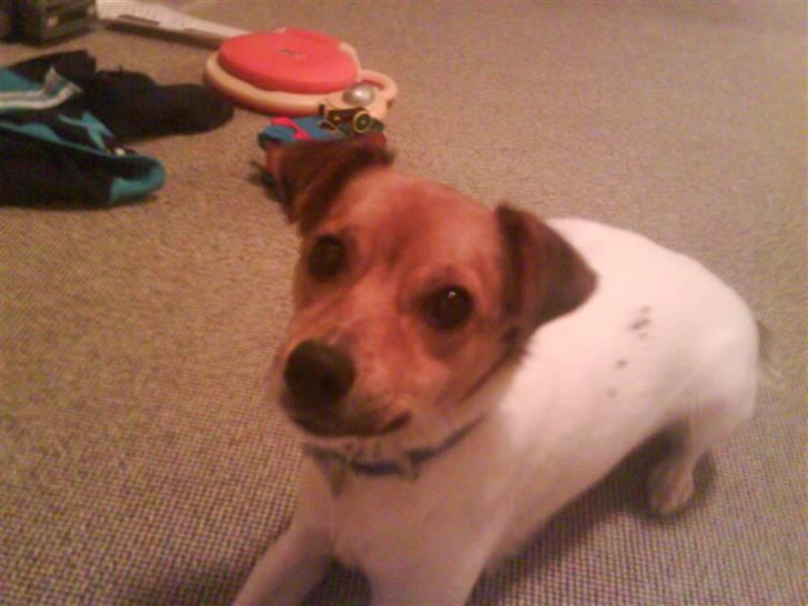 Blanding af racer Buster<3 - nu sitter jeg ligeså pænt:) billede 5