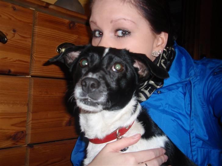 Dansk svensk gaardhund *Tøsen* - verdens dejligste hund :) billede 1