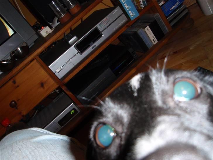 Dansk svensk gaardhund *Tøsen* billede 2