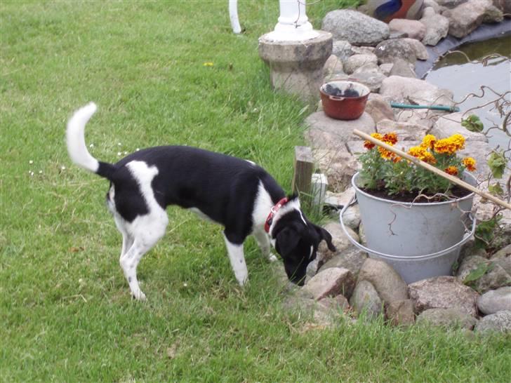 Dansk svensk gaardhund *Tøsen* billede 3