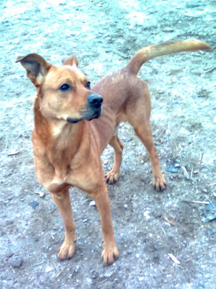 Rhodesian ridgeback Markus | Min Fars | billede 6