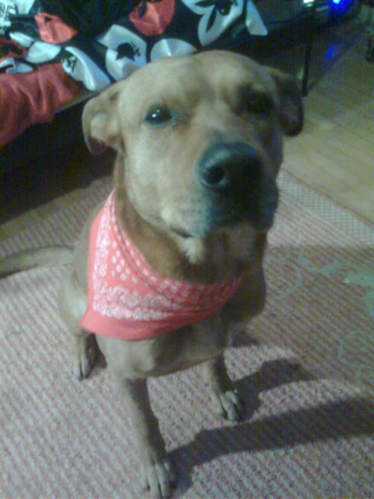 Rhodesian ridgeback Markus | Min Fars | billede 7