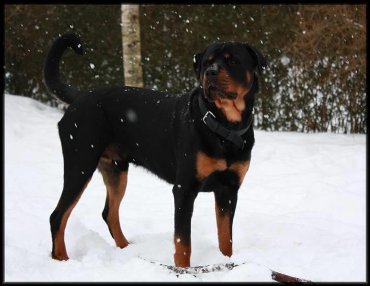 Rottweiler Balder - NYT! Balder hygger sig i haven. (: Vinteren 2010. Foto: Julie Willems billede 10