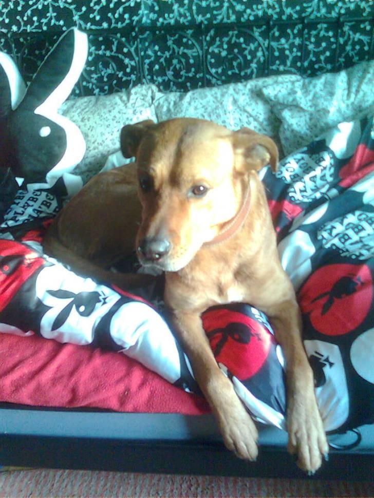 Rhodesian ridgeback Markus | Min Fars | billede 8