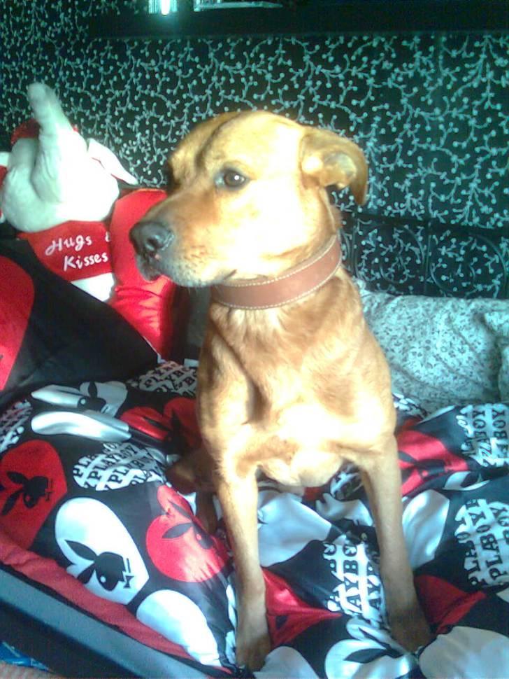 Rhodesian ridgeback Markus | Min Fars | billede 9