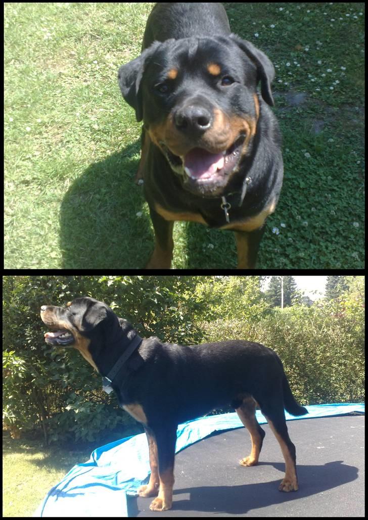 Rottweiler Balder - Balder skal lære og stå som en udstillet Rottweiler. Det er bare lidt svært :s Foto: Julie Willems d. 3 Juli 2009. billede 11