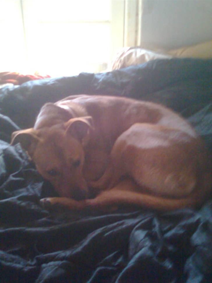 Rhodesian ridgeback Markus | Min Fars | billede 10