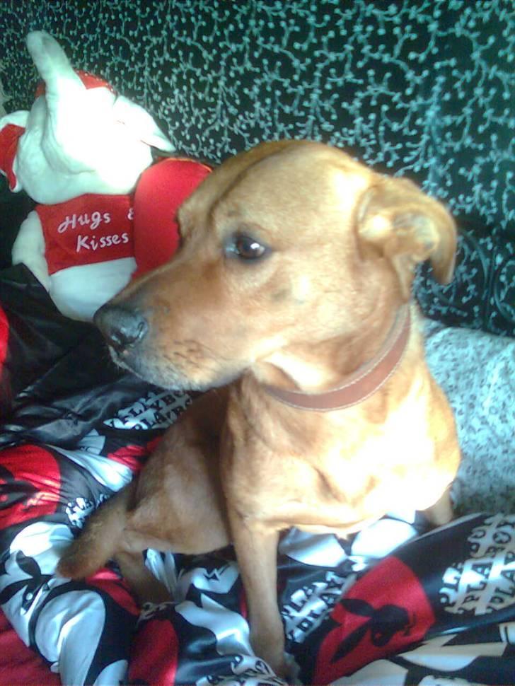 Rhodesian ridgeback Markus | Min Fars | billede 11